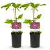 Clematis Ville de Lyon Climbing Plant - 2 pieces, Pink Flowers Bild 2