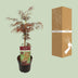 Acer palm. 'Garnet' - Japanischer Fächerahorn, Ø19cm, ↕40cm Bild 4