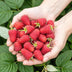 GreenboutiQ - Fruit Plants - Raspberry - Rubus idaeus Heritage - Winter Hardy - 6 Plants - 9 cm Pot - Red Raspberry Bild 5