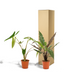 Alocasia Zebrina & Lauterbachiana Double Pack Bild 6