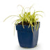 Green boutiQ - Grasses - Carex oshimensis Evergold - Japanese Sedge - Evergreen - Yellow-Green - 1 Plant - Pot 11cm - Height 15-25cm Bild 3