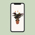 Calathea Crocata - Decorative Houseplant in a 14cm Pot Bild 5
