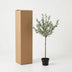 Artificial Olive Tree 150cm - Easy Care & Mediterranean Bild 6