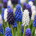 400x Muscari Magic Mix - Traubenhyazinthe Zwiebeln für zauberhafte Frühlingsfarben Bild 1