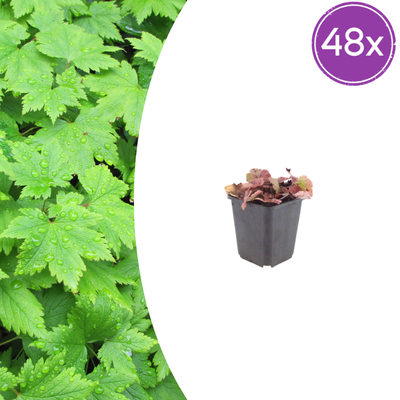 48x Tiarella cordifolia 'Herzblatt-Schaumkraut' im 9cm Topf, 10-25cm