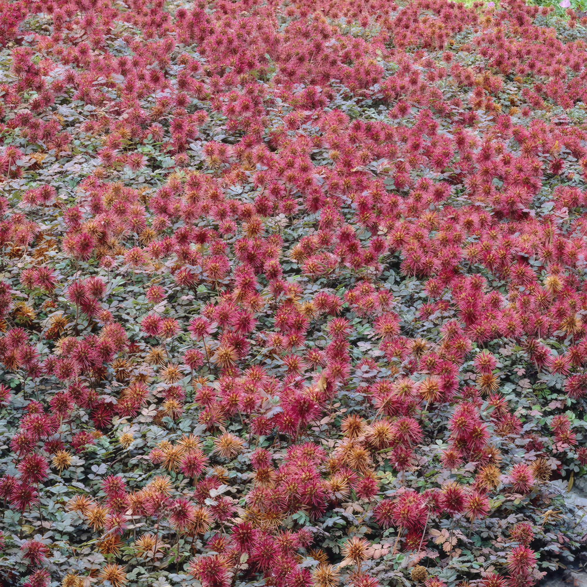 12x Acaena microphylla 'Kupferteppich' - Bodendecker 10-25cm