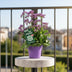 Limonium 'Salt Lake' - 60cm Bild 3