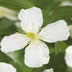 GreenboutiQ Clematis montana Grandiflora - Weiß, Frühblühend, Pflegeleicht Bild 4