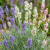 Green boutiQ - Stauden - Lavandula Tricolour - Lavendel - Duftend - Blau - Rosa - Weiß - 24 Pflanzen - Topf 11 cm - Höhe 15-25 cm Bild 5