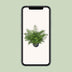 Asplenium Parvati Farn - Ø23cm - ↕55cm - Elegante Zimmerpflanze Bild 5