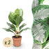Aglaonema Silver Bay: 2 Silberblatt-Pflanzen, pflegeleicht, 70-75cm Bild 1