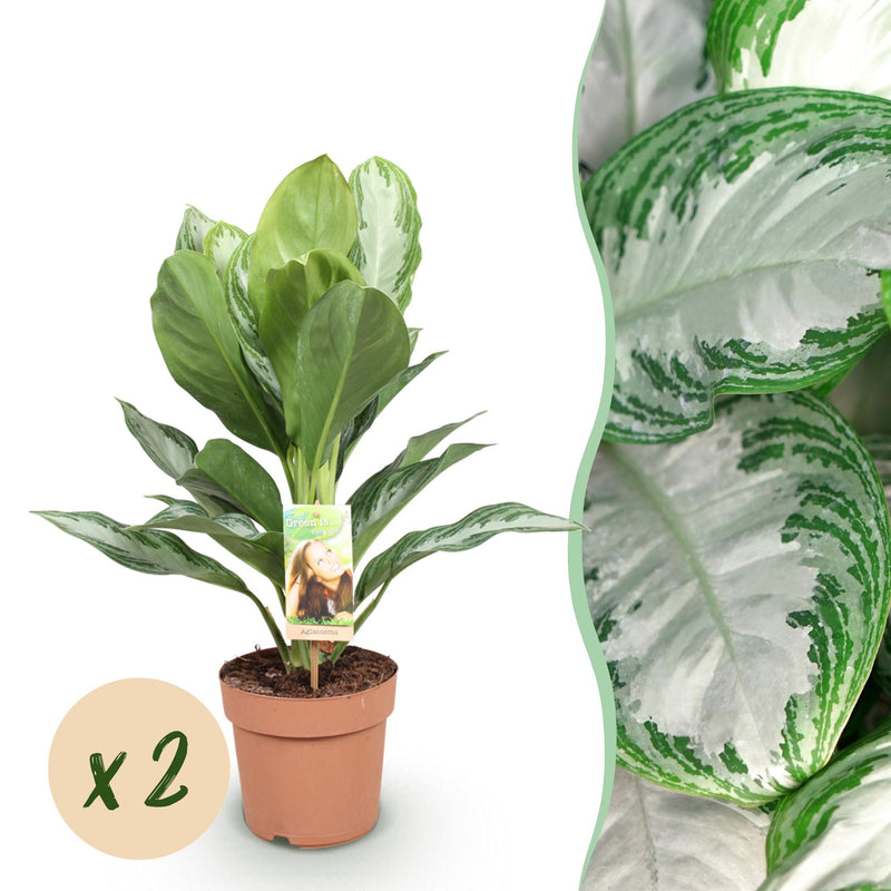 Aglaonema Silver Bay: 2 Silberblatt-Pflanzen, pflegeleicht, 70-75cm