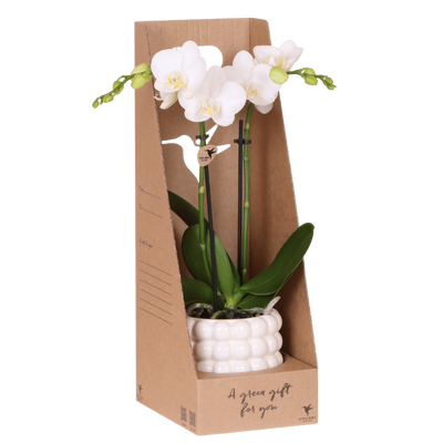 Weiße Amabilis Orchidee Geschenkset mit Übertopf & Giftbox