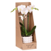 Weiße Amabilis Orchidee Geschenkset mit Übertopf & Giftbox Bild 1