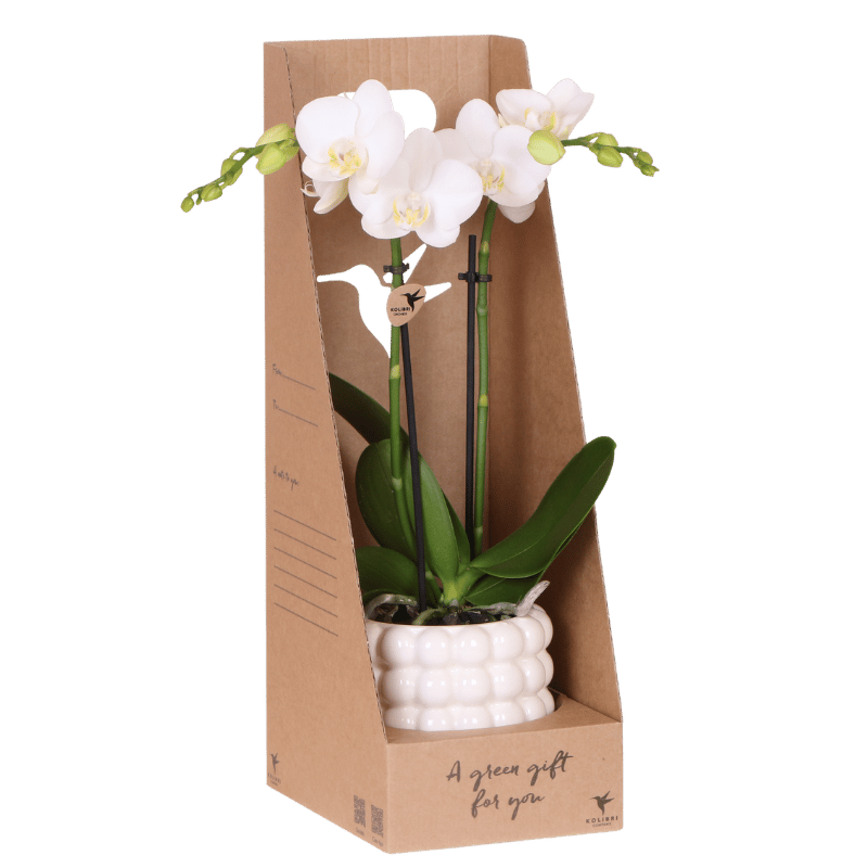 Weiße Amabilis Orchidee Geschenkset mit Übertopf & Giftbox