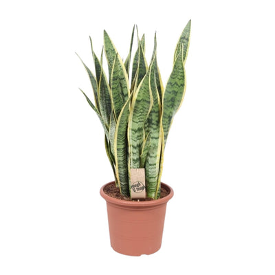 Sansevieria Trifasciata Laurentii - Schwiegermutterzunge | 85cm