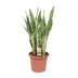 Sansevieria Trifasciata Laurentii - Schwiegermutterzunge | 85cm Bild 1