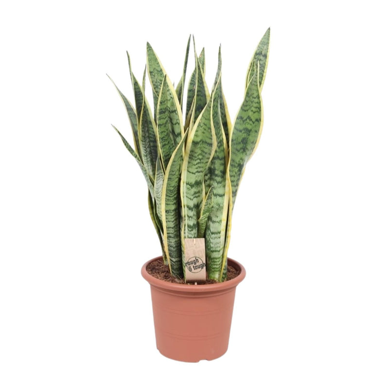 Sansevieria Trifasciata Laurentii - Schwiegermutterzunge | 85cm