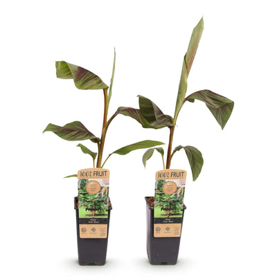 GreenboutiQ Japanische Faserbanane 'Musa Ever Red' - 2 Pflanzen