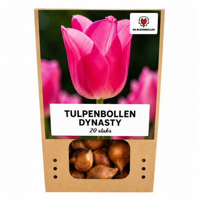 Dynasty Tulpenzwiebeln - 20 Stück KH Bloembollen® Rosa Tulp