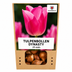 Tulpenbollen Dynasty – 20 Stuks | KH Bloembollen® | Roze Tulp – Elegant & Vol – Voor Tuin of Pot – Maat 11/12 – Vers van de Teler Bild 1