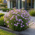 Green boutiQ - Perennial - Aster (D) Mediterranean - Sea Aster - Bee and Butterfly Attractors - Purple - 3 Plants - Pot 11cm - Height 15-25cm Bild 6