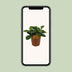 Peperomia Red Canyon - Ø15cm - ↕25cm - Pflegeleicht & dekorativ Bild 4
