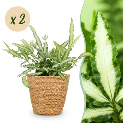 Green boutiQ Pteris cretica Albolineata, Schwertfarn, 2 Pflanzen, Topf 12cm