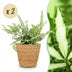 Green boutiQ Pteris cretica Albolineata, Schwertfarn, 2 Pflanzen, Topf 12cm Bild 1