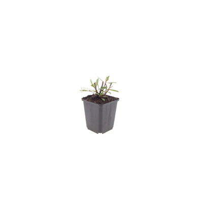24x Gaura 'Whirling Butterflies' - 10-25cm hoch - 9cm Topf