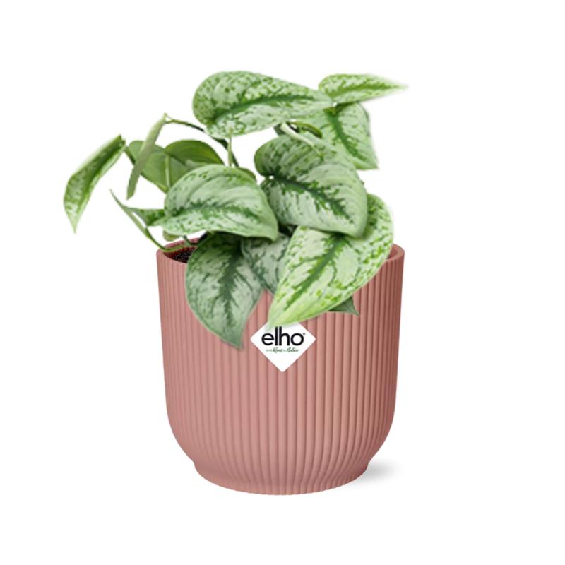 Scindapsus Pictus 'Trebie' im rosa ELHO Vibes Fold Topf 14cm
