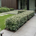 XXL Economy Bundle: 104x Green boutiQ Eleagnus ebbingei Compacta (Silverberry) - Evergreen Hedging Plants - Grey - 25-35cm (9cm Pot) Bild 6