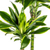 Dracaena Fragrans Golden Coast mit Korb Ø24cm - ↕130 - 150cm Bild 4
