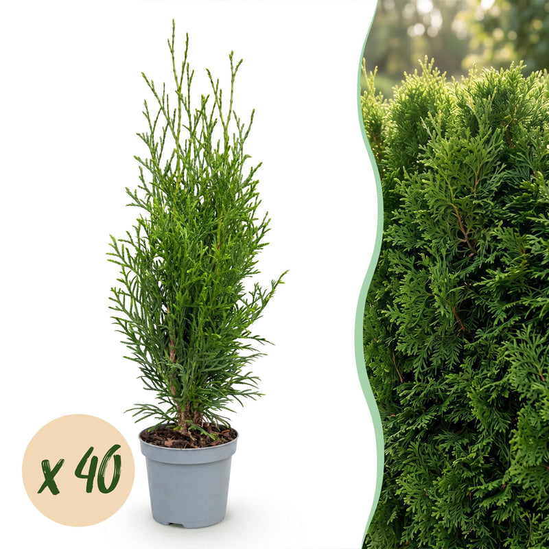 Green boutiQ - 40x Thuja occidentalis Smaragd - Lebensbaum - Heckenpflanzen - Immergrün - Grün - Topf 9cm - Höhe 20-30cm