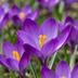 100x Krokus Ruby Giant - Lila - Zwiebelgröße 5/+ Bild 1