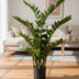 Kunstpflanze Zamioculcas (Zimmerpalme) - 110 cm Bild 4