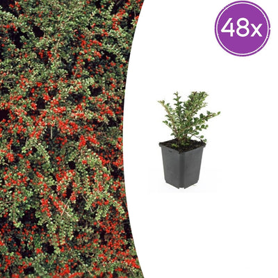 48x Cotoneaster horizontalis - ↕10-25cm - Ø9cm
