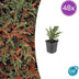 48x Cotoneaster horizontalis - ↕10-25cm - Ø9cm Bild 1