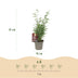 GreenboutiQ Bamboo 'Red Dragon' - 4 plants in 14cm pots Bild 3