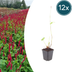 12x Persicaria 'Blackfield' Perennial - 10-25cm - Ø9cm Bild 1