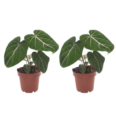 Green boutiQ - Philodendron Gloriosum - Gloriosum Philodendron - 2 Pflanzen - Topf 12cm - Höhe - 25cm