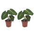 Green boutiQ - Philodendron Gloriosum - Gloriosum Philodendron - 2 Pflanzen - Topf 12cm - Höhe - 25cm Bild 2