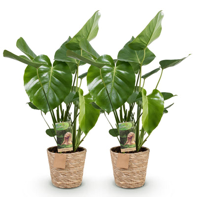 Monstera Deliciosa Fensterblatt - 2 Pflanzen im Korb, Topf 17cm