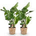 Monstera Deliciosa Fensterblatt - 2 Pflanzen im Korb, Topf 17cm Bild 2