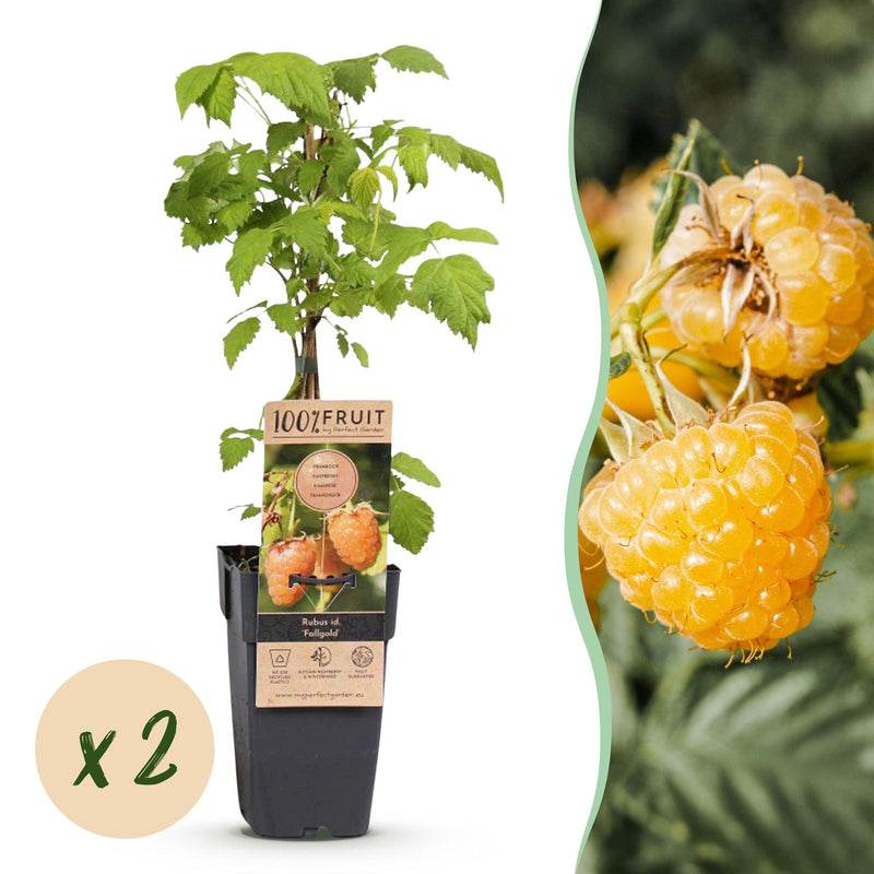 Himbeerpflanze Fallgold - Gelbe Bio-Himbeere - 2 Pflanzen