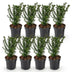 Green boutiQ - 8x Taxus baccata - Eibe - Heckenpflanzen - Immergrün - Grün - Topf 9cm - Höhe 20-30cm Bild 10