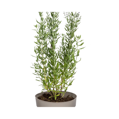 Perovskia atriplicifolia Ø19cm - Lavendelblauer Blütenbusch für sonnige Gärten