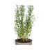 Perovskia atriplicifolia Ø19cm - Lavendelblauer Blütenbusch für sonnige Gärten Bild 2