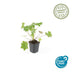 60x Geranium macrorrhizum 'Ingwersen's Var.' Bodendecker (10-25cm) Bild 2