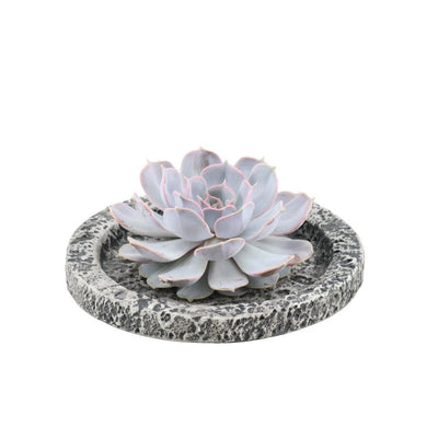 Wurzelose Echeveria Lilacina im Beton-Übertopf, Ø20 cm, 5 cm hoch